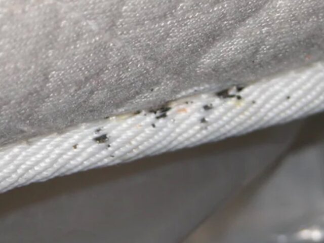 Az ágyi poloska ellenőrzés fontossága az irtás során