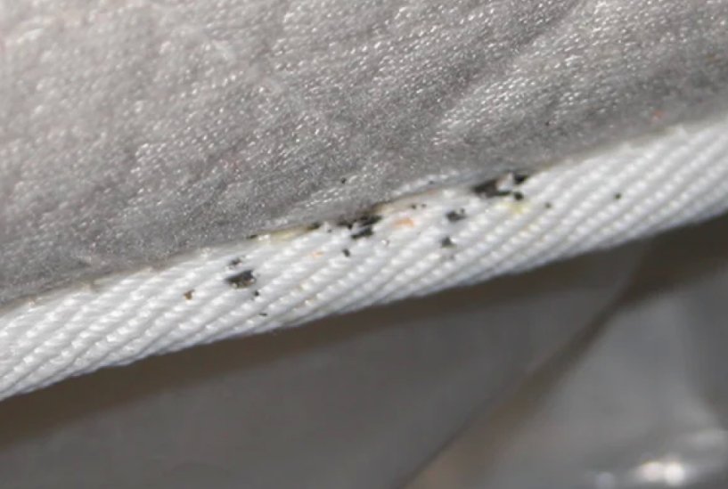 Az ágyi poloska ellenőrzés fontossága az irtás során