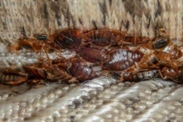 Hogyan lehetünk biztosak az ágyi poloska irtás hatékonyságában?