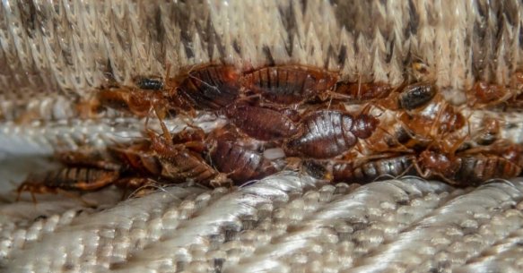 Hatékony irtószer megoldások az ágyi poloska irtás terén