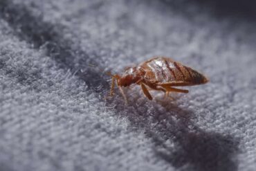 Az ágyi poloska ellenőrzés fontossága az irtás során