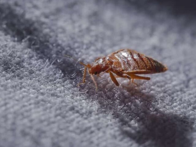 Hogyan kezeljük az ágyi poloska inváziót valóban hatékonyan?