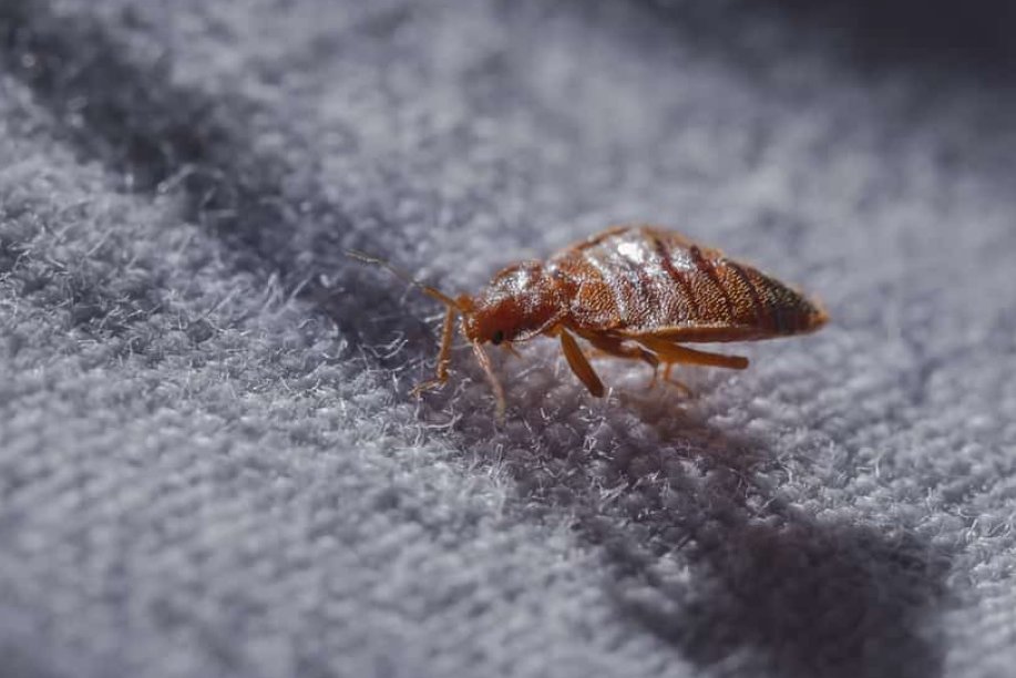 Hogyan kezeljük az ágyi poloska inváziót valóban hatékonyan?