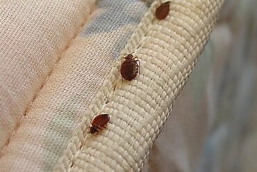 Hatékony irtószer megoldások az ágyi poloska irtás terén