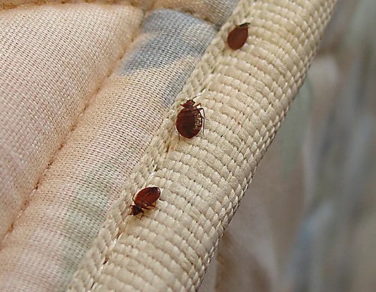 Hogyan lehetünk biztosak az ágyi poloska irtás hatékonyságában?