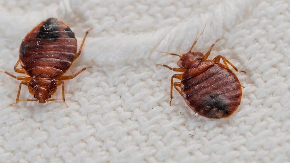 Kipakolás és a rejtekhelyek feltárása